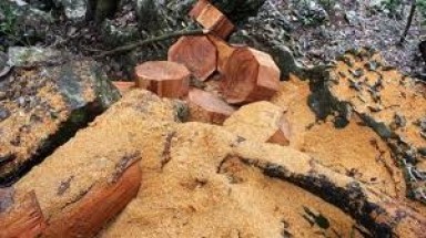 Gỗ đến tuổi chưa được khai thác - thực trạng ở Bắc Kạn