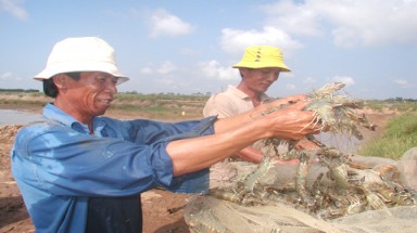  Sẽ đưa tôm thẻ chân trắng và hàu Thái Bình Dương ra khỏi danh mục nguy hại