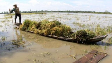   Xây dựng vùng lúa thích ứng với biến đổi khí hậu 