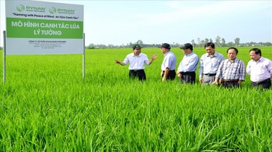 “Gạo bẩn”-sự thật hay là đòn “dìm hàng” người khác?
