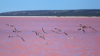  Kỳ lạ hồ nước màu hồng ở Australia
