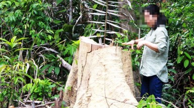Kiểm tra, xử lý thông tin về phá rừng tại tỉnh Phú Yên