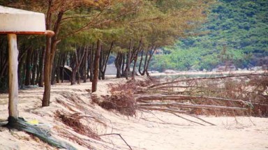  Bình Định phát hiện 43 hecta rừng tự nhiên bị xóa sổ 