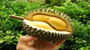  Sầu riêng: Quả ngon chữa bệnh
