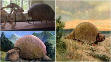 Phát hiện hóa thạch loài thú răng chạm có niên đại 16.000 năm tại Uruguay 
