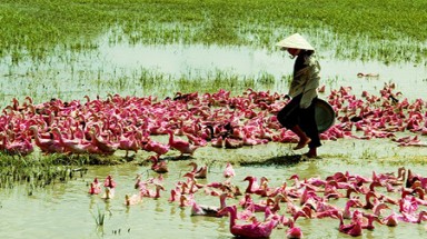  Virus cúm A/H5N1 đã biến đổi nguy hiểm? 