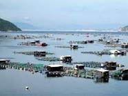   Phú Yên: Chấm dứt việc nuôi trồng thủy sản tại  Vũng Rô 