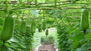  Bí đao cũng là dược liệu