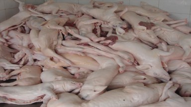  Xe chất lượng cao chở... heo thối 