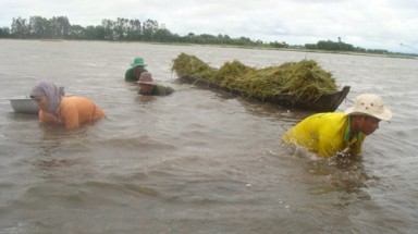  ĐBSCL: Lũ trên mức báo động 3 đến giữa tháng 11
