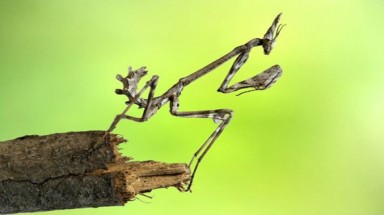  Những sát thủ kiều diễm nhất Trái đất