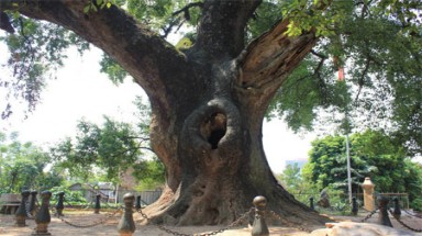  Cây dã hương “Độc nhất vô nhị của thế giới”