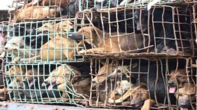  Nạn câu trộm chó ở Việt Nam trên báo Mỹ