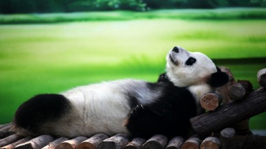  Khoảnh khắc ấn tượng của động vật