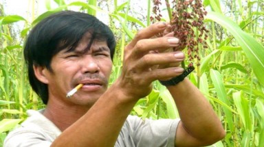 Cỏ "lạ" ở Trà Vinh: Tiêu hủy và cấm trồng