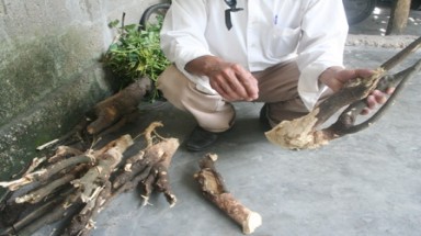  Thừa Thiên - Huế: Xới tung núi cát tìm cây chữa “bách bệnh”