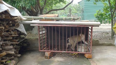  Giao nộp khỉ đuôi lợn quý hiếm thả về rừng