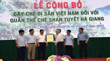  Hà Giang là địa phương có nhiều Cây Di sản nhất Việt Nam
