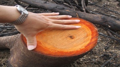  Phá rừng ào ào không có nguyên tắc gì cả