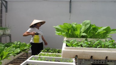  Rau sạch có sạch? 
