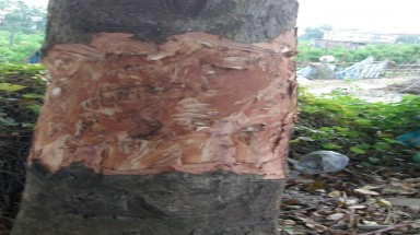  Bức tử những cây xà cừ bên đường ở Hà Nội