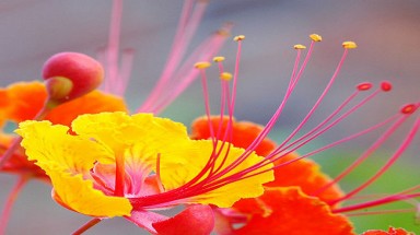 Chiếc lá đầu tiên 