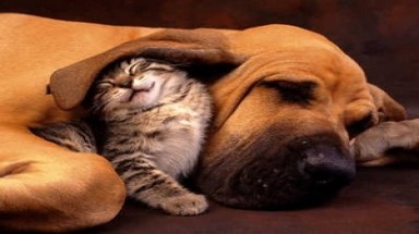  Tuổi thọ của vật nuôi có xu hướng ngày càng tăng