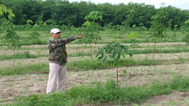  Trục lợi trên đất rừng :“Dâng” đất cho công ty vợ, công ty con 