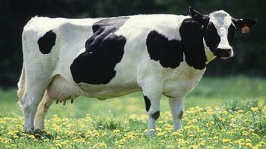 Bò biến đổi gene tạo sữa an toàn hơn