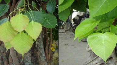  Ngộ nhận về loài cây thiêng trên đất Huế