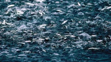  Loài cá có khả năng tàng hình