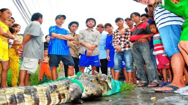  Cà Mau: Hàng trăm cá sấu xổng chuồng