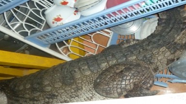   Cá sấu sổng chuồng ”đại náo” cửa Phật
