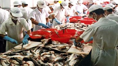  Cho vay hơn 12.000 tỉ đồng nuôi và chế biến cá tra