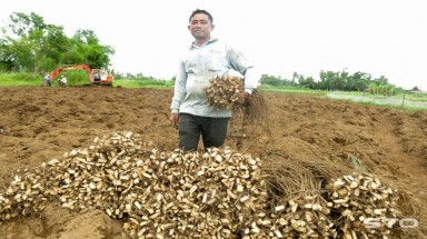  Loài cây kỳ lạ: Thả xuống ao vạn con cá say bí tỷ