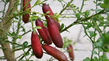  Chanh ngón tay vị lạ 3,5 triệu/kg làm chị em “phát sốt"