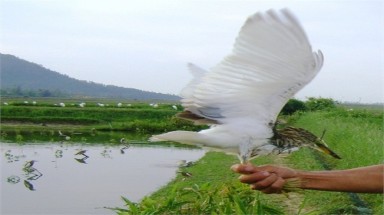  Nghệ An: Cần ngăn chặn nạn “tận diệt” chim trời 