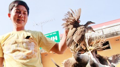   Lại xơi... chim trời