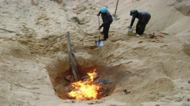  Phú Yên: Tiêu hủy heo tai xanh sắp mổ thịt