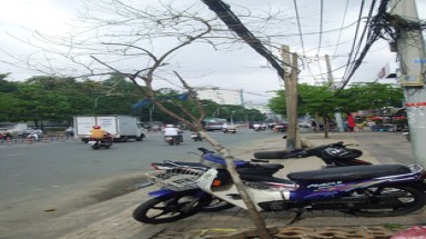  Cây xanh chết do bị tưới nhớt ?