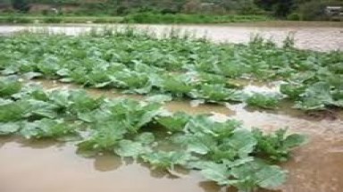  Lũ nhấn chìm hàng trăm ha lúa và hoa màu ở Kiên Giang