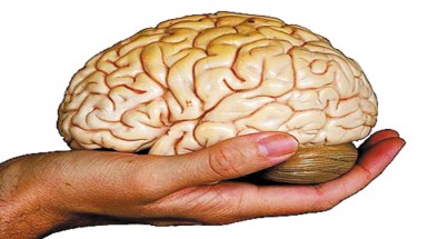  Ăn não động vật tăng cường trí nhớ?