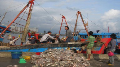  Nghề làm nước mắm ngắc ngoải!
