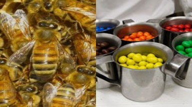 Ong cho mật màu... xanh lá