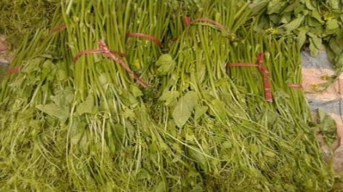   Ngọn su su Tam Đảo cũng bị... nhái