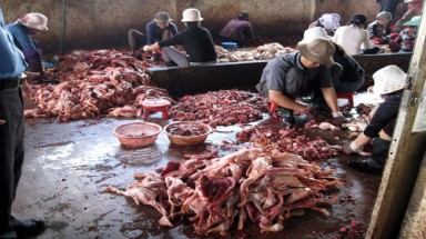 Hãi hùng thịt vịt đông lạnh ở Phú Yên