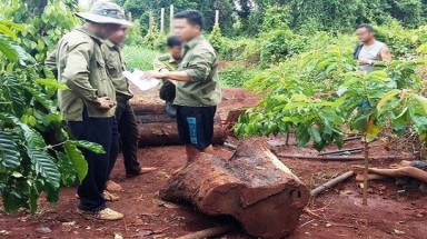  Đột nhập khu bảo tồn, cưa hạ cây thủy tùng 500 tuổi