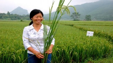 Hơn 1 triệu nông dân đang áp dụng hệ thống thâm canh lúa cải tiến SRI 