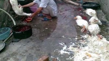  Công nghệ chế biến vịt nướng "siêu bẩn"