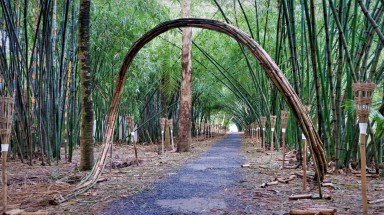  Con đường tre xanh rì rà " Độc nhất" miền Tây